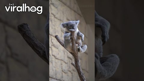 Koala Rings His Own Bell || ViralHog