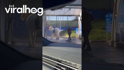 Horse Gets Hosed Off at Car Wash || ViralHog