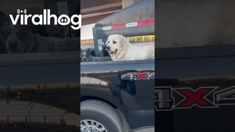 Who Let the Dogs Out || ViralHog