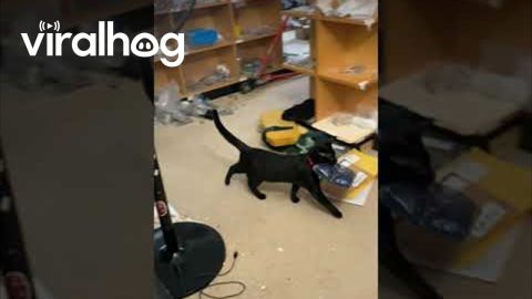 Shop Cat Is Entirely Unhelpful || ViralHog