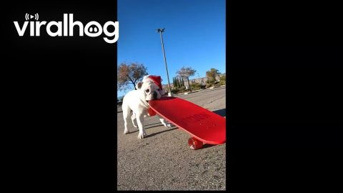 Santa Bulldogs' Season To Shred || ViralHog