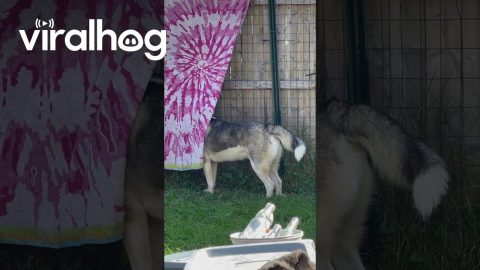 Husky Hides Behind Hanging Towel || ViralHog
