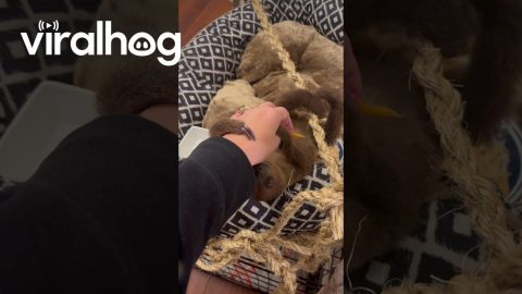 Baby Sloth Loves Cuddles and Sweet Potatoes || ViralHog