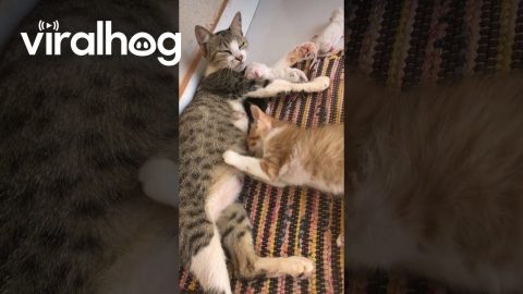 Crazy Kitten Wants Companions || ViralHog