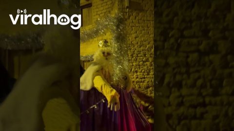 Angry King Throws Candy || ViralHog