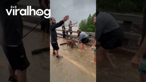 Cows Saved From Cyclone Flooding || ViralHog