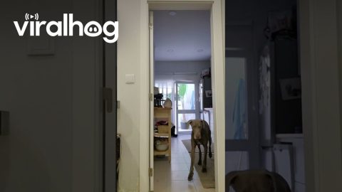 Clever Dog Opens Fridge || ViralHog