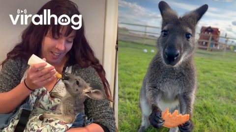 Feeding Cute Kangaroos || ViralHog