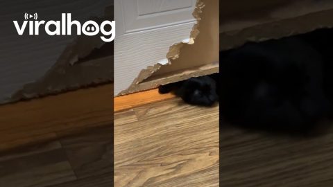 How Dare You Close The Door On Him || ViralHog