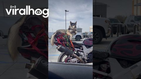 Husky Hangs Out On Motorcycle Car Seat || ViralHog