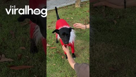 University Students Enjoy Festive Dog || ViralHog