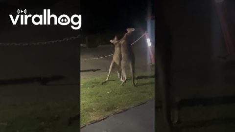 Kangaroo Tussle Turns Into Family Entertainment in Australia || ViralHog