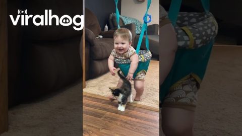 Baby Meets Cuddly Calico Kitten || ViralHog