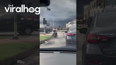 Dog Obeys Traffic Laws || ViralHog