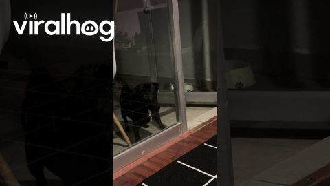 When Your Pug Forgets How Doors Work || ViralHog