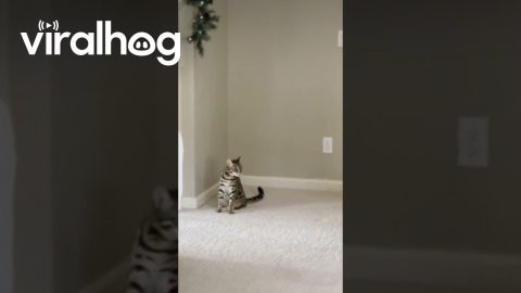 Cat Mourns Christmas Tree || ViralHog