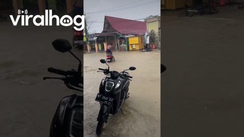 Monitor Lizard Startles Motorists During Flood || ViralHog