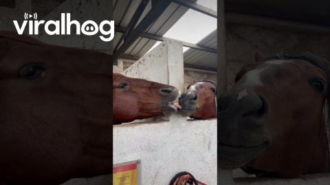 Horse Nibbles Neighbor's Tongue || ViralHog