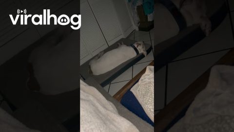 Sleeping Dog Sounds Like Engine Cranking || ViralHog