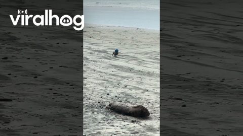 Dog Demonstrates Impressive Ball Balancing Skills || ViralHog