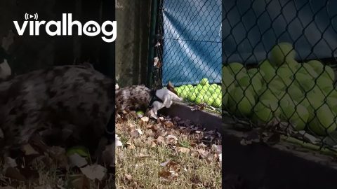 Doggy Desires Tennis Balls || ViralHog