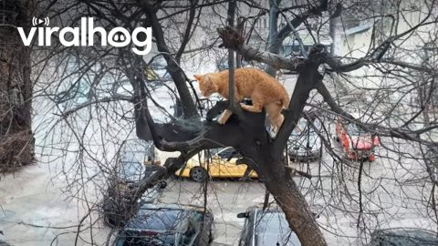 Cat Climbs Frozen Tree To Get Home || ViralHog
