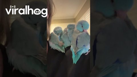 Little Parrotlets Snuggle Together || ViralHog