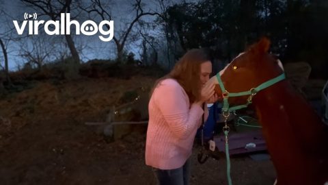 Christmas Colt Captures Mom's Heart || ViralHog