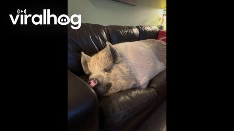 Big Piggy Takes a Nap on the Couch || ViralHog