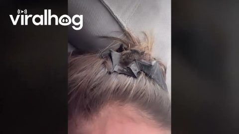 Bat Breaks Into House and Lands on Woman's Head || ViralHog