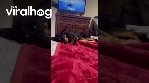 Black Kitten Approaches Big Dog For Cuddles || ViralHog