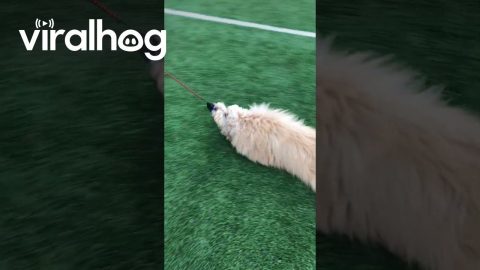 Dog Is Tired of Walking || ViralHog