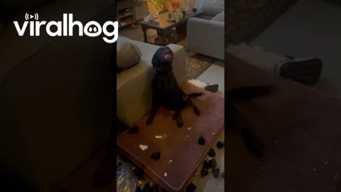 Black Lab Is Proud Of Mess || ViralHog