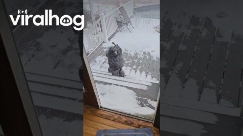 Mimic's Snow Day || ViralHog