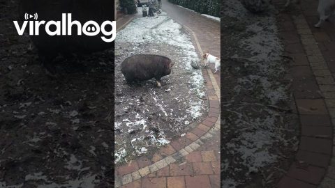 Pig Plays Football With Dog || ViralHog