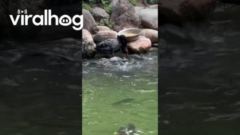 A Swan Feeding Fish || ViralHog