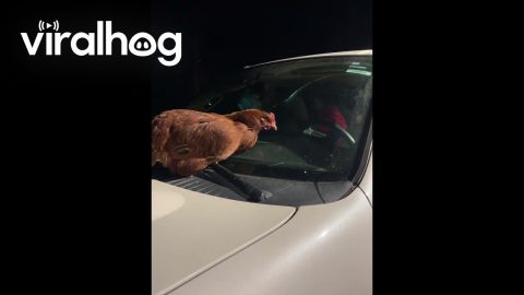 Chicken Rides on Windshield Wipers || ViralHog