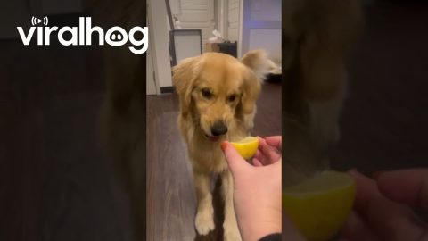Golden Has Love-Hate Relationships With Lemon || ViralHog