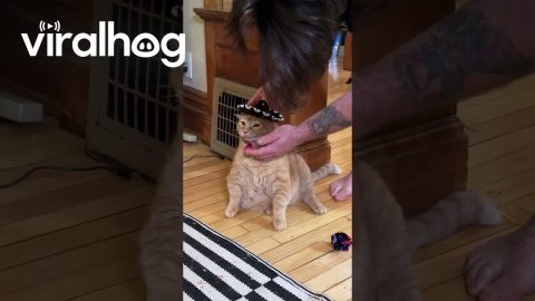 Chonky Orange Cat Wears Tiny Sombrero || ViralHog