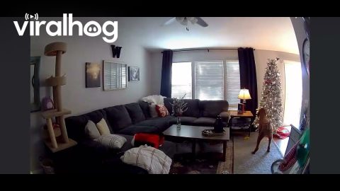 Dog Pulls Down Christmas Tree || ViralHog