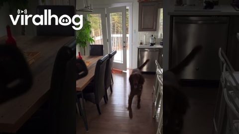 Irish Setter Opens Doors || ViralHog