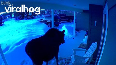 Moose Pays House a Visit in Alaska || ViralHog