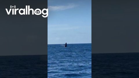 Whales Beautifully Breaching The Waves || ViralHog