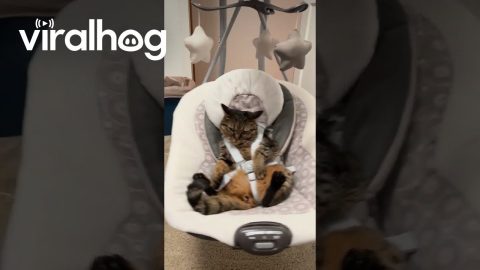 Cat Tests The Baby Swing || ViralHog