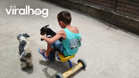 Dog Shares Bike With Boy || ViralHog
