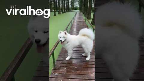 Samoyed Mistakes Green Water For Grass || ViralHog