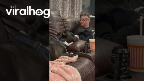 Conversation With Pouting Pit || ViralHog