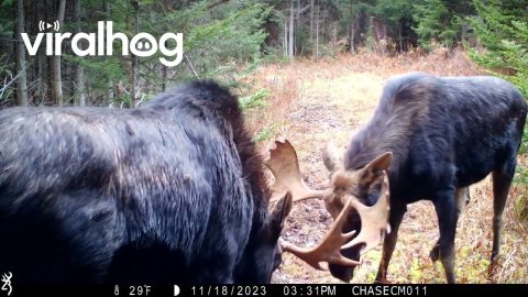 Two Bull Moose Put on a Show in Front of Trail Cam || ViralHog