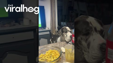 Great Dane Makes Music With Her Wagging Tail || ViralHog