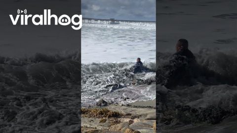Man Gets Knocked Down By Big Wave || ViralHog